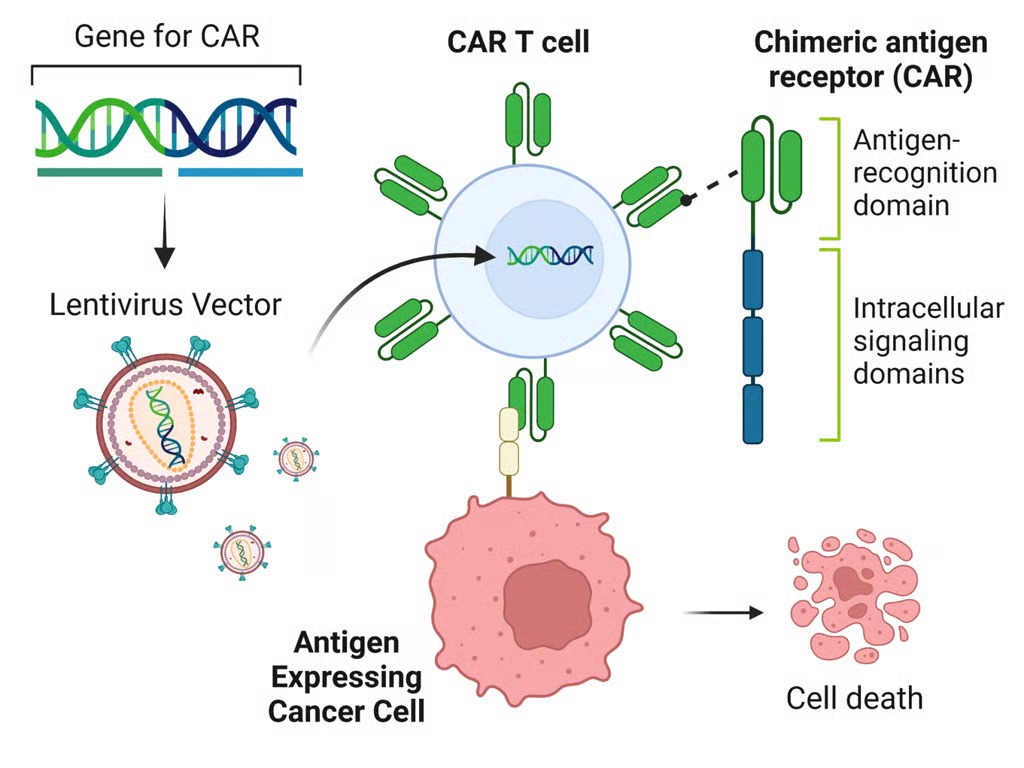 CAR T Cell Products